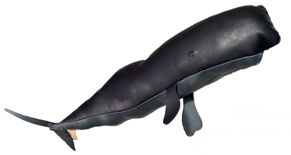 The GF Sperm Whale