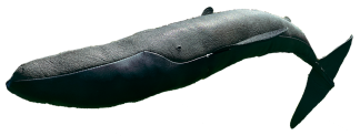 Leather Fin Whale