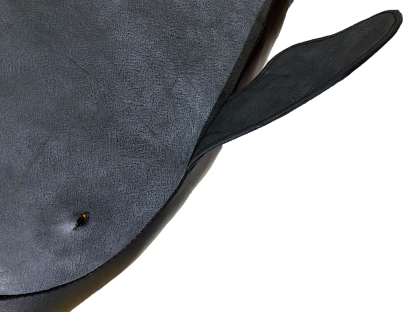 Grey Leather Whale from The Greenland Fishery Project