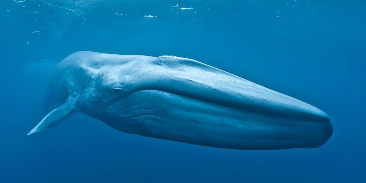 The 52hz or The Lonliest Whale